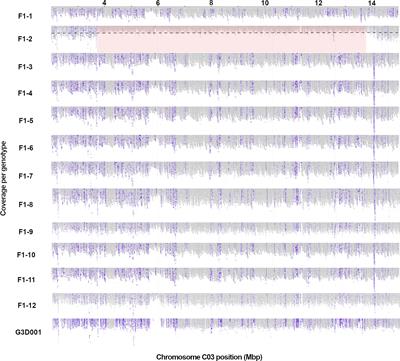 Frequent spontaneous structural rearrangements promote rapid genome diversification in a Brassica napus F1 generation